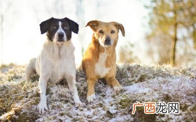 公交车能带宠物吗,公交车可以带猫吗,放包里？