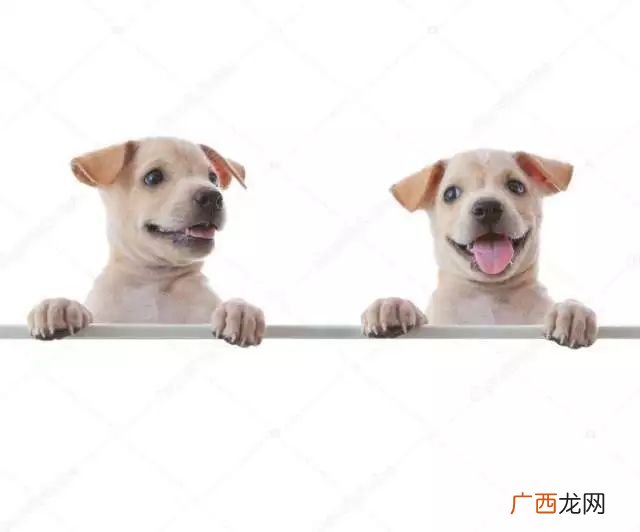 小狗用英语怎么说,小狗的英文是什么？