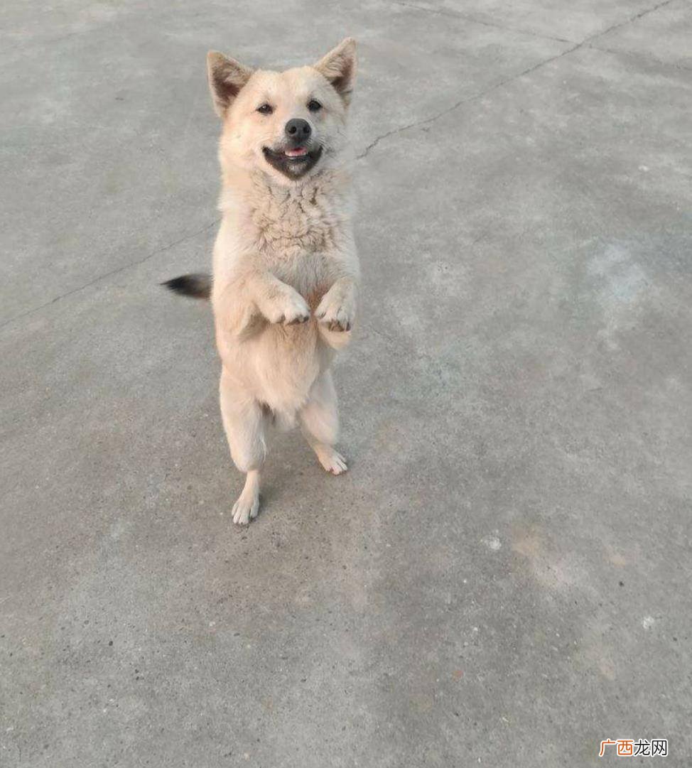 厂犬食读什么,饣是什么偏旁部首？