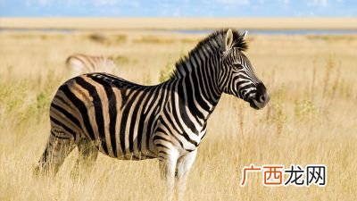 斑马的英语怎么读,hippo怎么读?