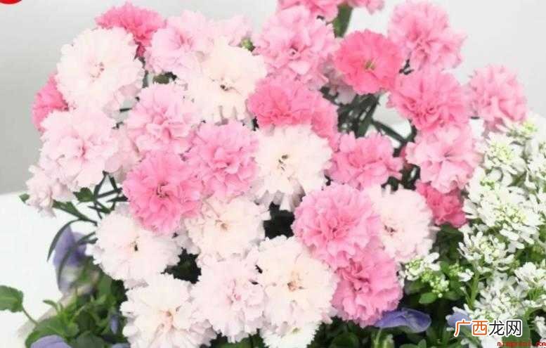 什么是粉色康乃馨花语? 粉色康乃馨花语是什么