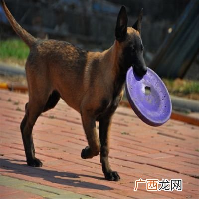 马犬怎么训练听话,6个月马犬怎么训？