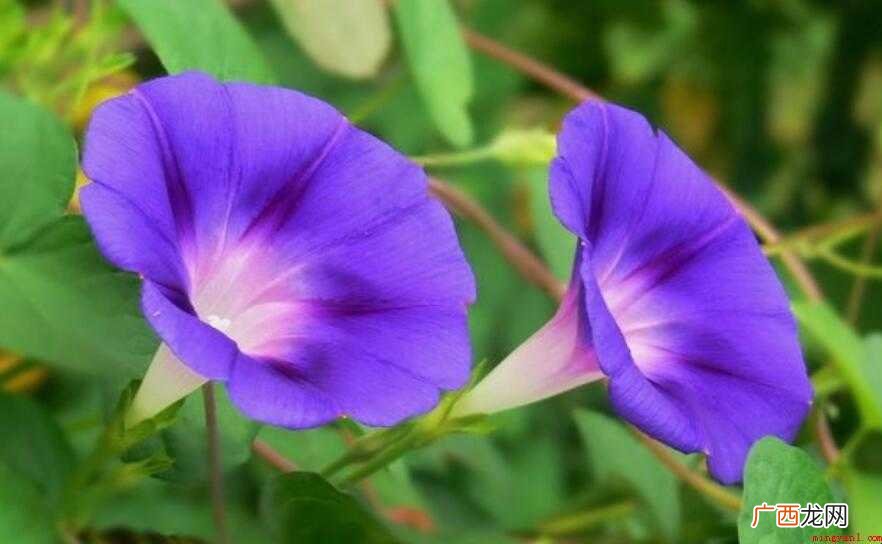 牵牛花何时开花的主要内容 牵牛花什么时候开花