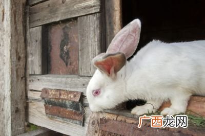 1963年属兔的是什么命,1963年属相生肖表？
