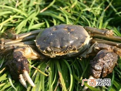 螃蟹是两栖动物吗,蝌蚪和螃蟹是什么类？