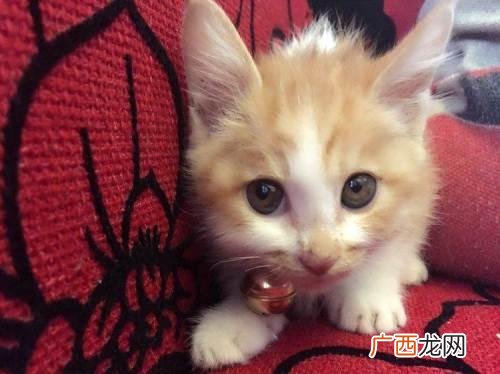 怎么跨省把猫咪带回家,宠物出省怎么办？