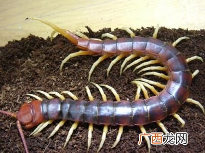 蜈蚣会游泳吗,蜈蚣会被水淹死吗？