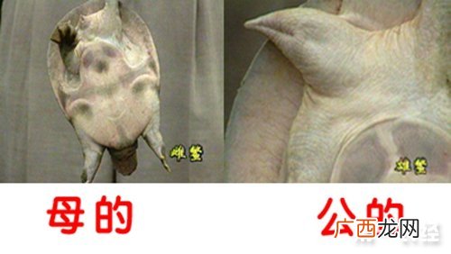 雌雄哪个是公哪个是母,区分公母的方式有几种？