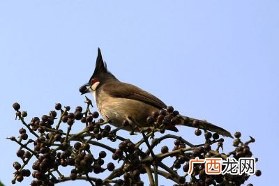 告加鸟读什么,三点水告鸟读什么？