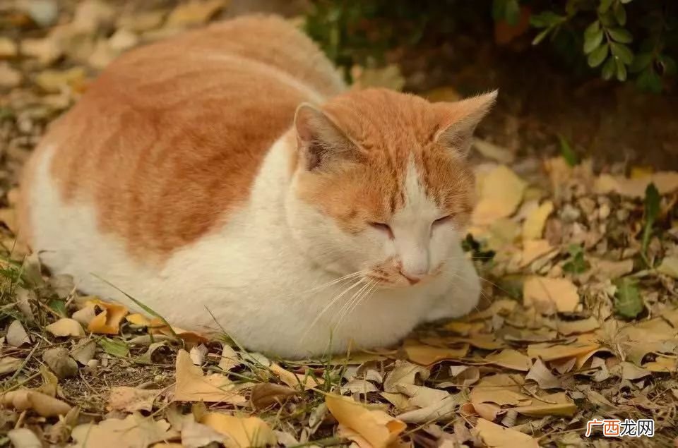 猫咪母鸡蹲是不舒服吗,猫咪趴着的预兆？