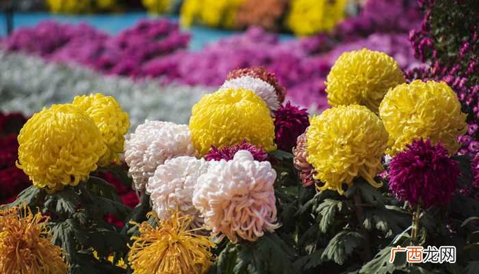 梦见给死人拿菊花是什么意思