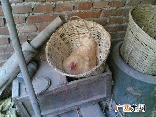 抱窝是什么意思,以前的人形容某种懒人，叨叨叨，叨叨叨，什么乌鸦抱窝，意思是日复一日年复一年，全文怎么说的？