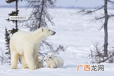 北极熊的毛是什么颜色的,介绍一下北极熊的皮毛？