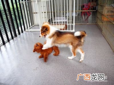 幼犬如何训练,猎犬从小培养方法？