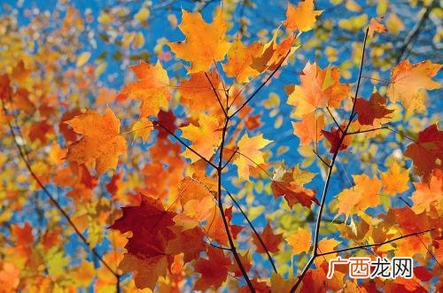 秋天是什么颜色,谁说秋天是什么颜色的？