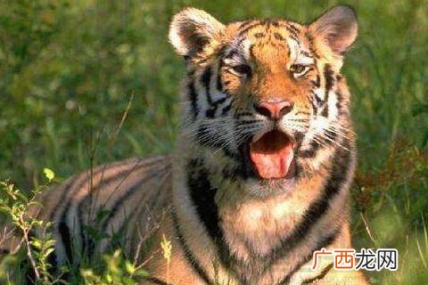 2022年属虎的是什么命,2022虎年是什么虎？