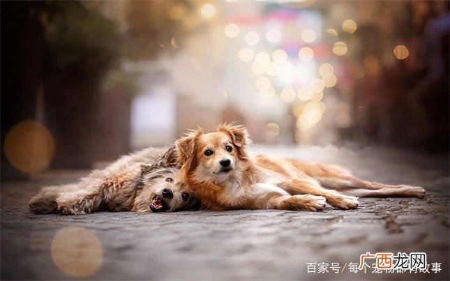 怎么训练狗狗定点大小便,怎么锻炼狗狗去固定地方拉屎撒尿？