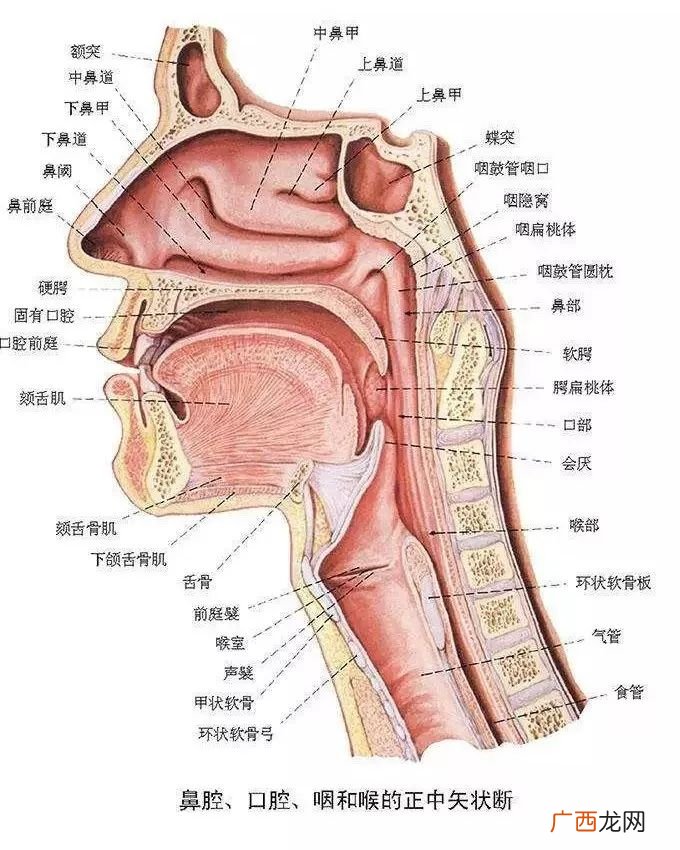 腺样体是什么,腺样体结构图？