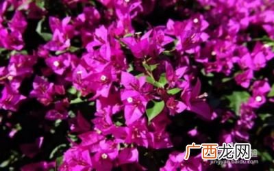 三角梅冬天落叶吗,三角梅总落叶不知道是水大还是缺水？