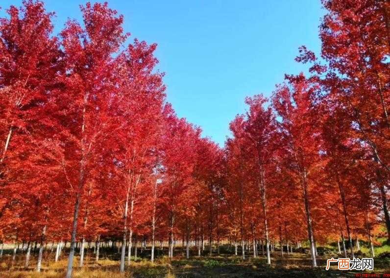 美国红枫形状特点有什么 美国红枫形态特征有哪些