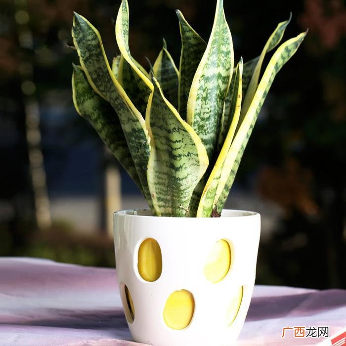 虎皮兰喜欢阳光吗,绿萝和虎皮兰能晒太阳吗？