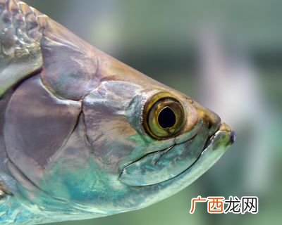 吃鱼会变聪明吗,吃鱼会让人变聪明鱼吗？