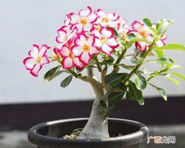 沙漠玫瑰怎么养才开花,沙漠玫瑰花期管理？
