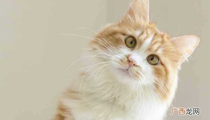 梦见猫变水意味着什么