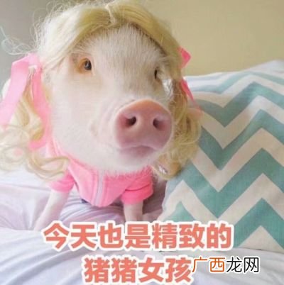 猪猪女孩是什么意思,李佳琦猪猪女孩是什么意思？
