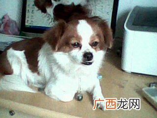 狗年是哪几年,属狗是哪一年？