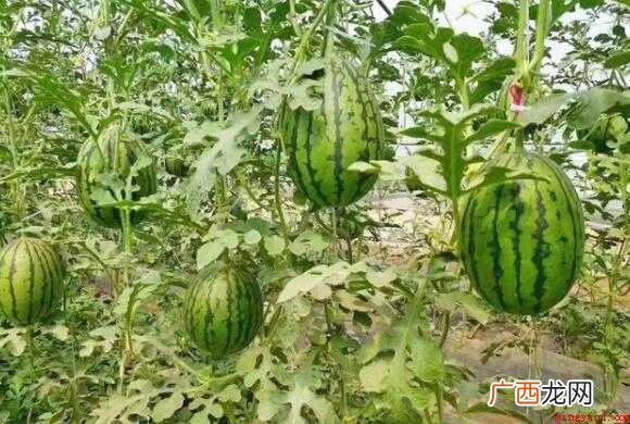 常熟有什么特产 有哪些特产 常熟有哪些特产
