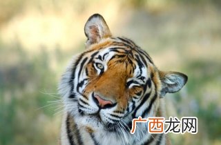 270克是多少斤,270克是多少两水？