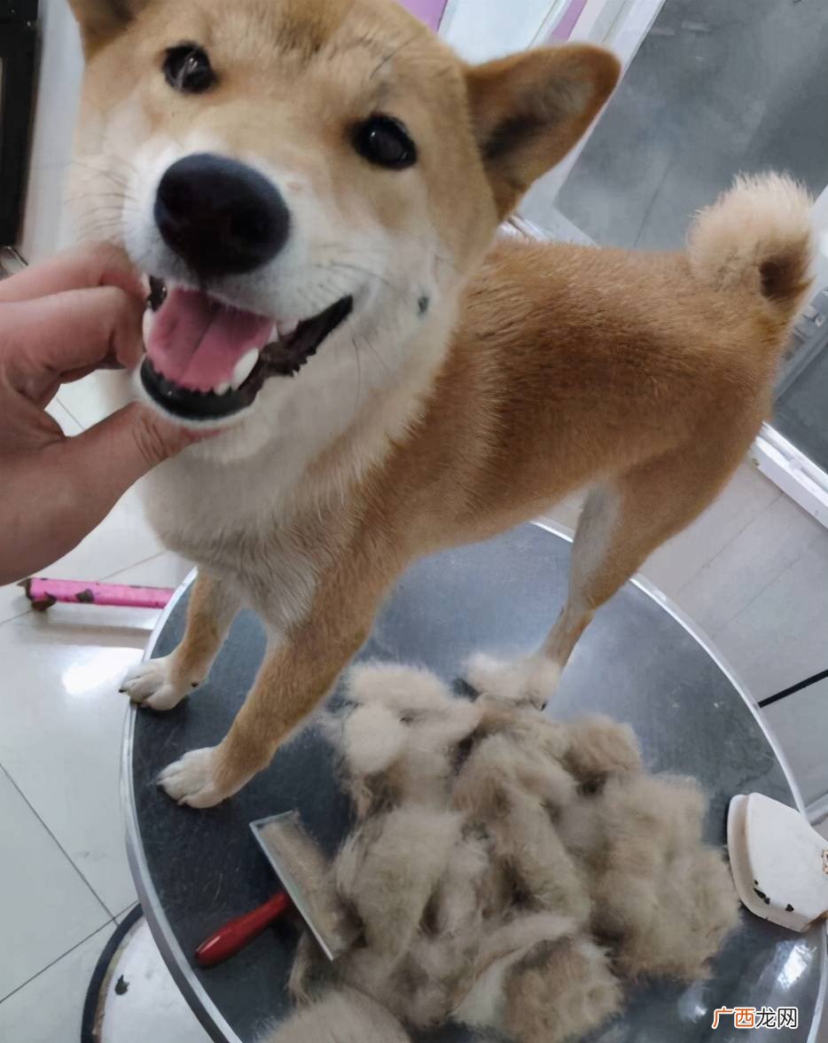 柴犬掉毛严重吗,白柴掉毛严重不？