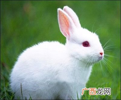 兔子有什么特点,兔子有趣的特点？