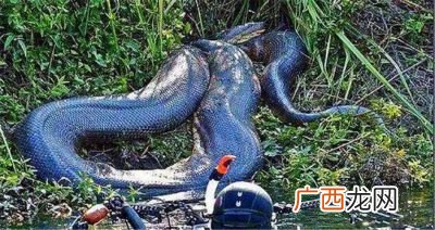 巨蟒的天敌是什么,裂颊海蛇的天敌？