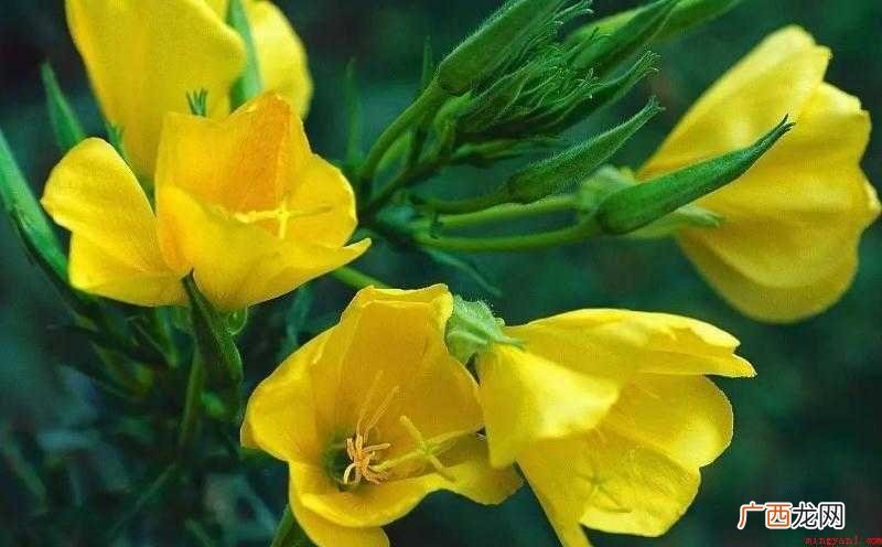 Evening Primrose Oil,原名晚樱草,主要成 月见草油相关传说是什么