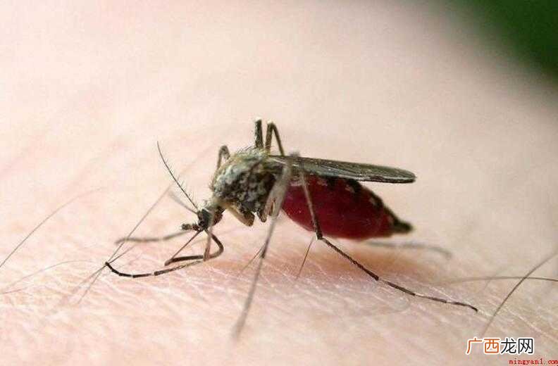 什么血型很容易被蚊子咬? 容易被蚊子咬是什么血型