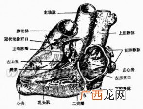 窦是什么意思,窦晟读音是什么？