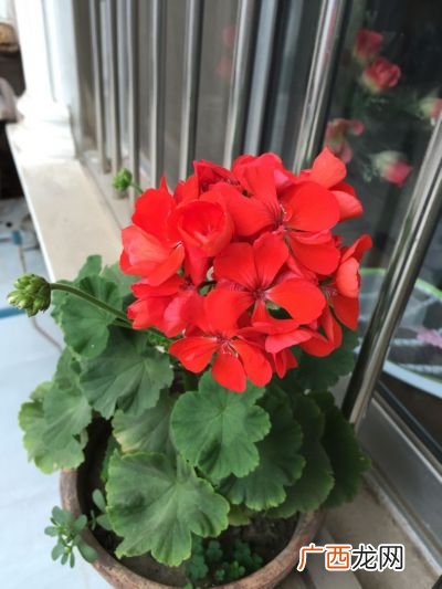 什么花好养活,12月份什么花好养？