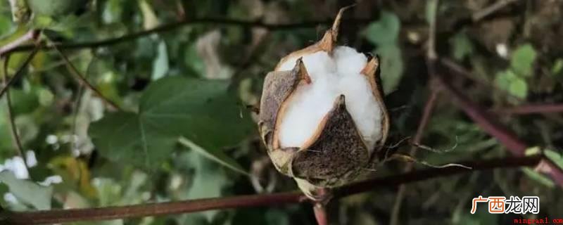 棉花桃是指棉花成熟的果实 棉花桃是什么