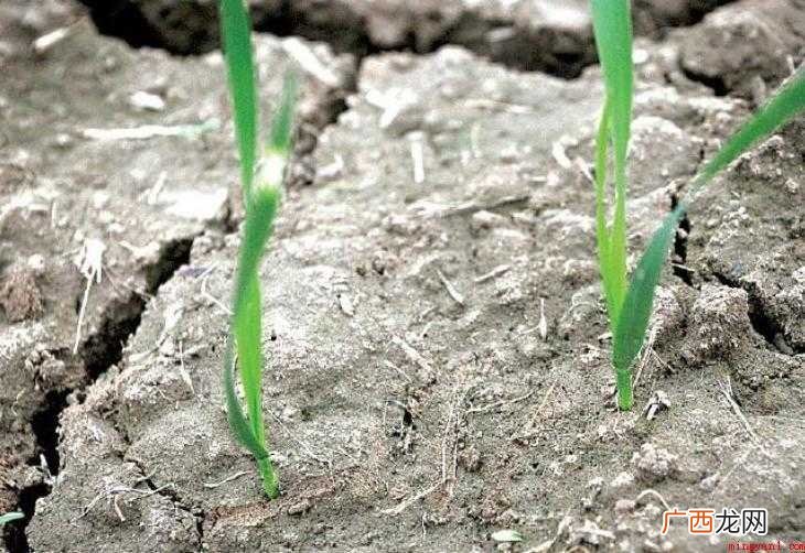 久旱逢甘雨怎么造句 10大喜事 久旱逢甘雨怎么造句