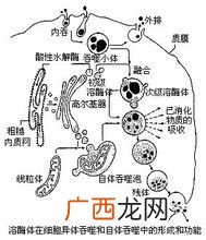 溶酶体有膜吗,溶酶体内部为什么是酸性？