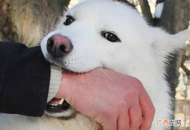 幼犬喜欢咬主人手和脚怎么办,为什么小狗喜欢咬人的手指和脚，该怎么办？