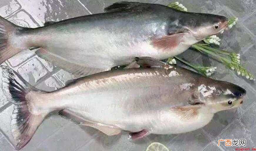 巴沙鱼是海鱼或是淡水鱼 巴沙鱼是海鱼还是淡水鱼