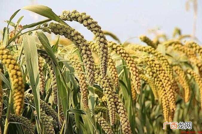 谷子是啥 有关谷子的相关内容 谷子是什么