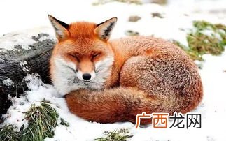 狐狸是保护动物吗,东北狐狸是保护动物吗？