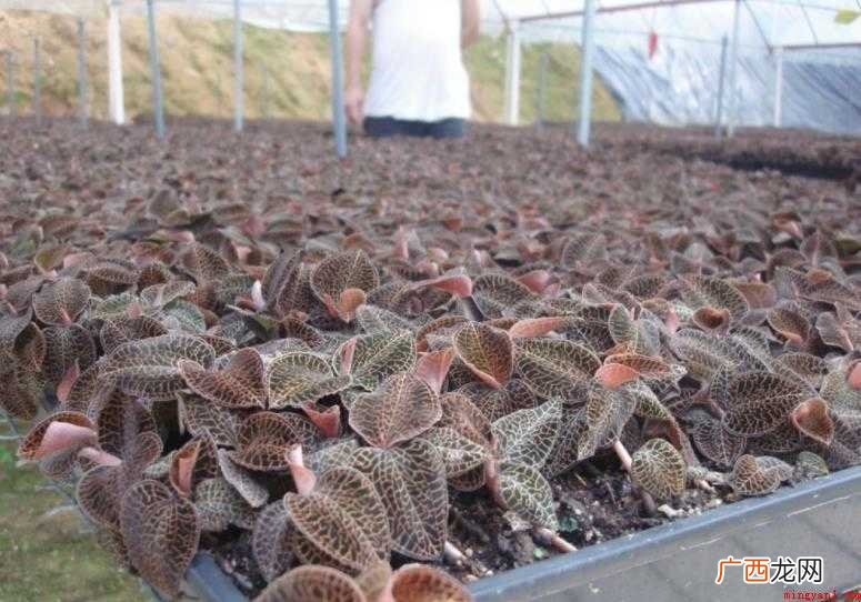 金线莲的种植方法是什么? 金线莲种植方法有哪些