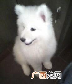 萨摩是哪个国家的狗,萨摩耶什么时候传入中国的？