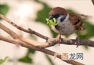 早鸟票是什么意思,什么是早鸟票？