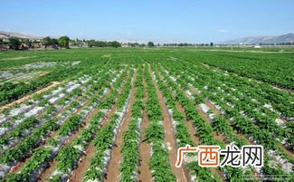 最新土豆种植技术,荷兰七土豆种植技术？